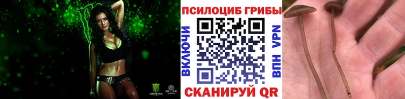 наркотики  Вельск  Галлюциногенные грибы Psilocybe 